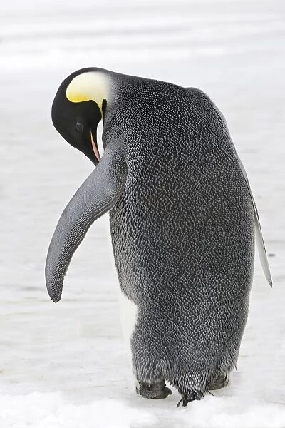 Emperor Penguin - backview. Snow hill island - Antarctica