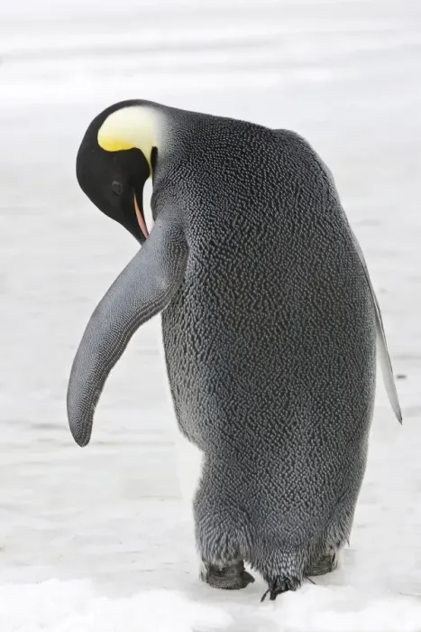 Framed Print : Emperor Penguin - backview. Snow hill island - Antarctica Framed Print : Emperor Penguin - backview. Snow hill island - Antarctica