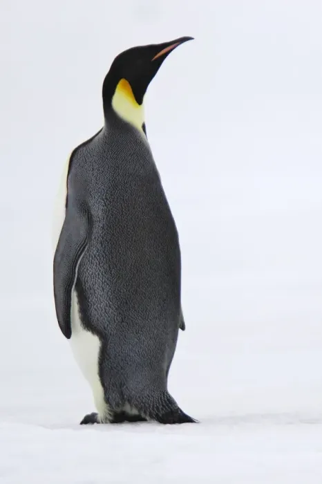 Framed Print : Emperor Penguin - backview. Snow hill island - Antarctica Framed Print : Emperor Penguin - backview. Snow hill island - Antarctica