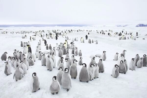 Emperor Penguin Breeding Colony Aptenodytes forsteri Snow Hill Island Antarctica BI012255