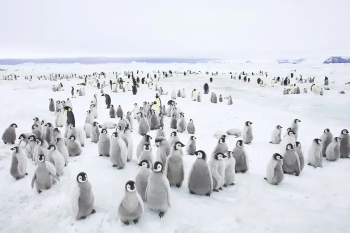Framed Print : Emperor Penguin Breeding Colony Aptenodytes forsteri Snow Hill Island Antarctica BI012255 Framed Print : Emperor Penguin Breeding Colony Aptenodytes forsteri Snow Hill Island Antarctica BI012255