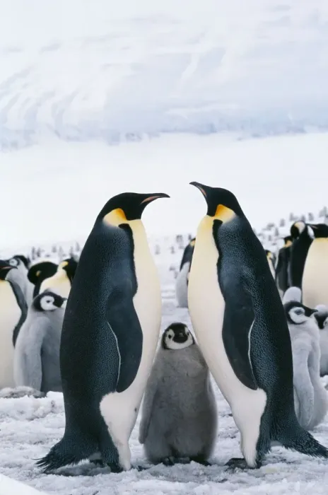 Framed Print : Emperor Penguin With chick Framed Print : Emperor Penguin With chick