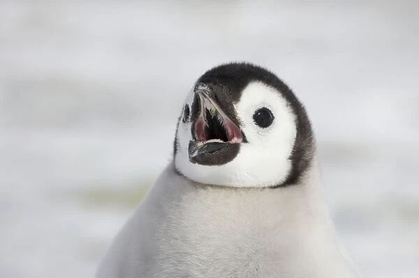 Emperor Penguin - Chick Calling Aptenodytes forsteri Snow Hill Island Antarctica BI011886