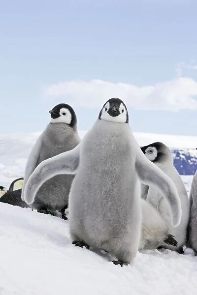 Emperor Penguin - chick flapping wings. Snow hill island - Antarctica