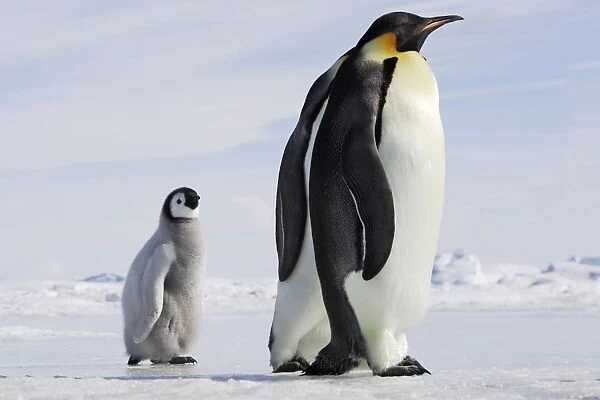 Emperor Penguin - chick following adults. Snow hill island - Antarctica