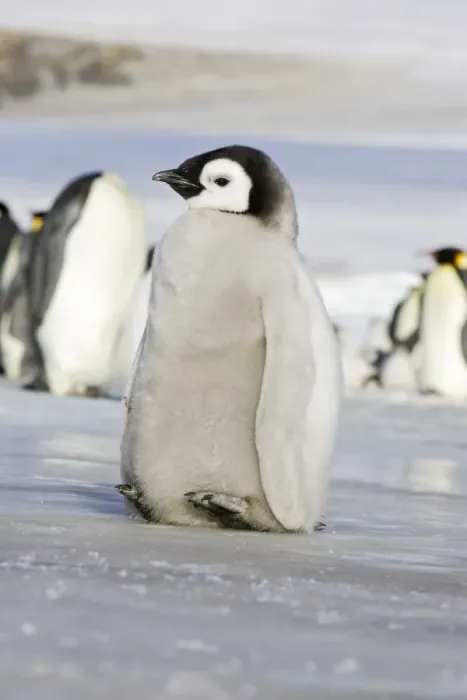 Framed Print : Emperor Penguin - chick lifting feet off ice to keep warm. Snow hill island - Antarctica Framed Print : Emperor Penguin - chick lifting feet off ice to keep warm. Snow hill island - Antarctica
