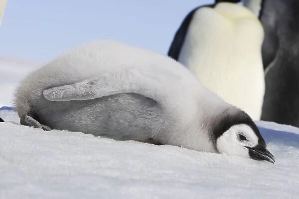 Emperor Penguin - chick lying on ice. Snow hill island - Antarctica