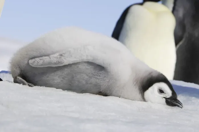 Framed Print : Emperor Penguin - chick lying on ice. Snow hill island - Antarctica Framed Print : Emperor Penguin - chick lying on ice. Snow hill island - Antarctica