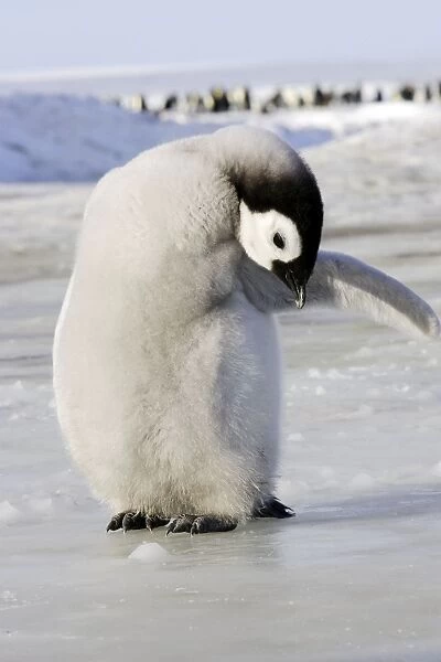 Emperor Penguin - chick preening. Snow hill island - Antarctica