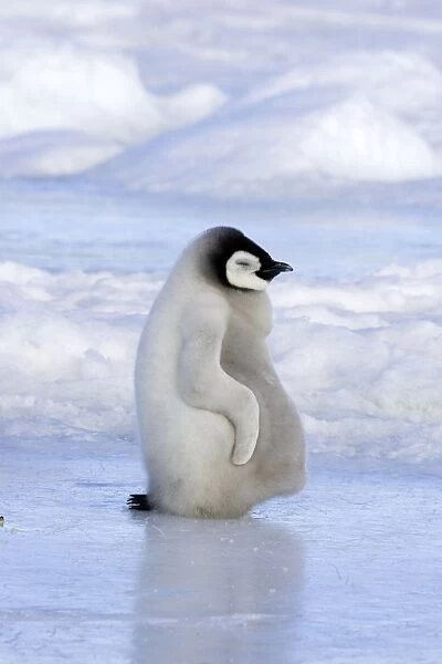 Emperor Penguin - chick resting on ice. Snow hill island - Antarctica
