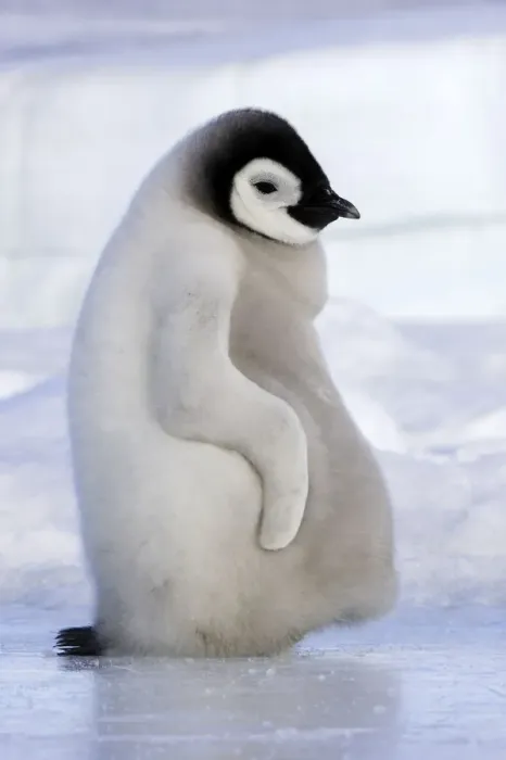 Framed Print : Emperor Penguin - chick resting on ice. Snow hill island - Antarctica Framed Print : Emperor Penguin - chick resting on ice. Snow hill island - Antarctica