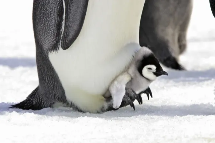 Framed Print : Emperor Penguin - chick sheltering on adult's feet. Snow hill island - Antarctica