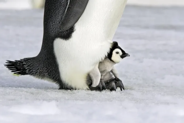 Framed Print : Emperor Penguin - chick sheltering on adult's feet. Snow hill island - Antarctica Framed Print : Emperor Penguin - chick sheltering on adult's feet. Snow hill island - Antarctica