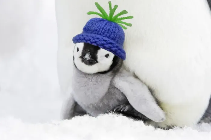 Framed Print : Emperor Penguin - chick sheltering on adult's feet with woolly hat Digital Manipulation: Hat SU - added snow to cover feet Framed Print : Emperor Penguin - chick sheltering on adult's feet with woolly hat Digital Manipulation: Hat SU - added snow to cover feet