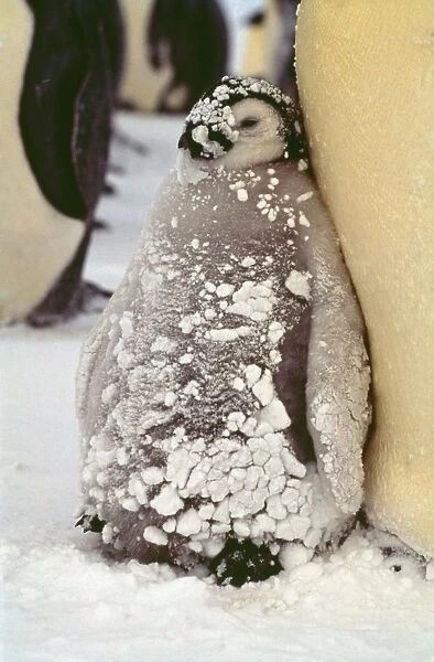 Emperor Penguin - chick in snow Antarctica