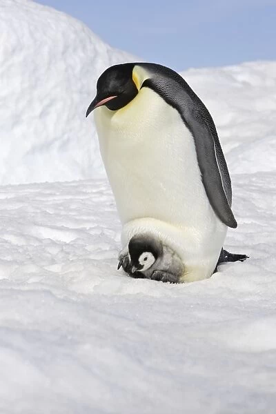 Emperor Penguin - With chick. Snow hill island. Antarctica