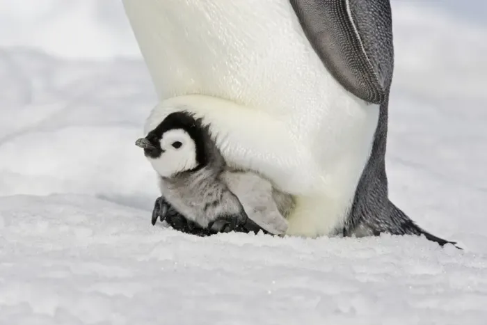 Framed Print : Emperor Penguin - With chick. Snow hill island. Antarctica Framed Print : Emperor Penguin - With chick. Snow hill island. Antarctica
