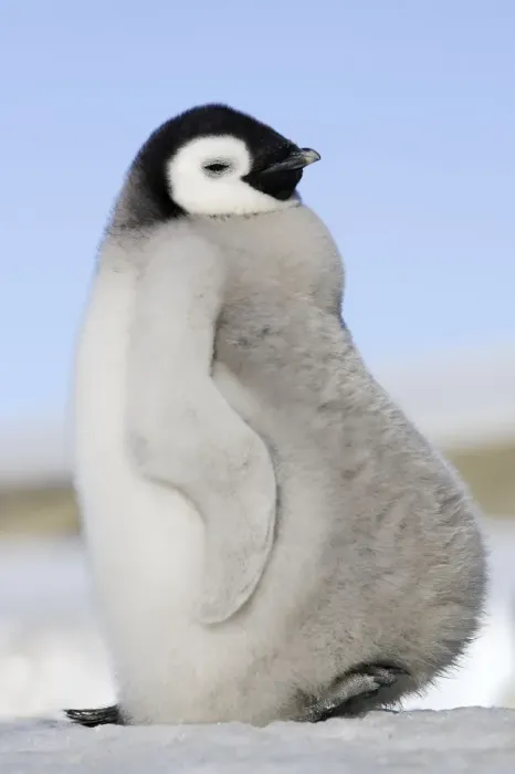 Framed Print : Emperor Penguin - chick. Snow hill island - Antarctica