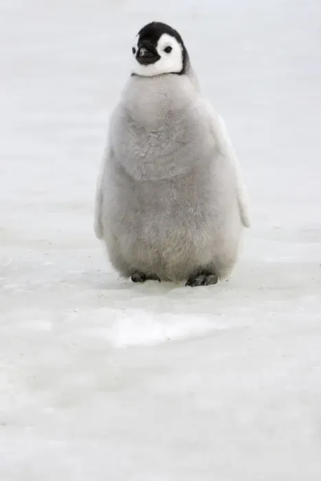 Framed Print : Emperor Penguin - chick. Snow hill island - Antarctica Framed Print : Emperor Penguin - chick. Snow hill island - Antarctica