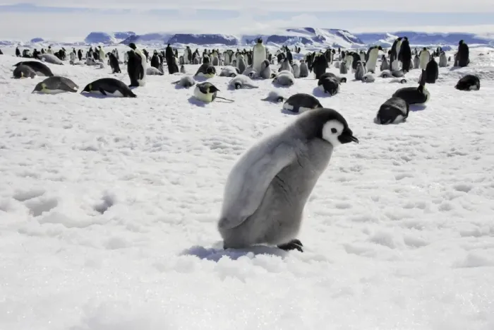 Framed Print : Emperor Penguin - chick. Snow hill island - Antarctica Framed Print : Emperor Penguin - chick. Snow hill island - Antarctica