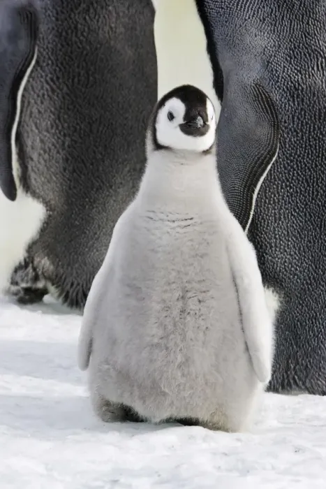 Framed Print : Emperor Penguin - chick. Snow hill island - Antarctica Framed Print : Emperor Penguin - chick. Snow hill island - Antarctica
