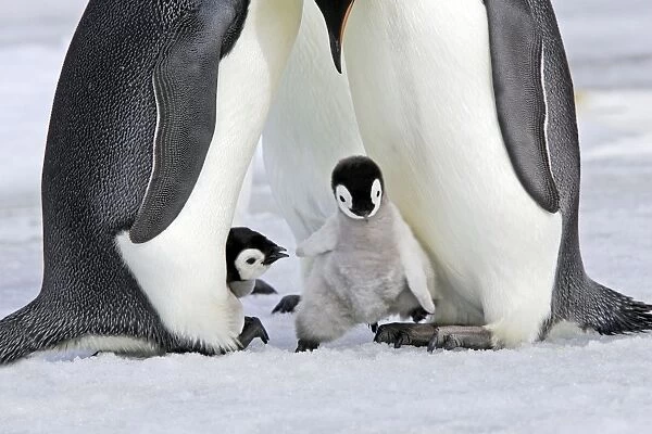 Emperor Penguin - chick stepping onto adult's feet. Snow hill island - Antarctica