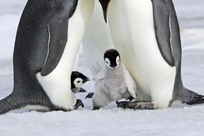 Framed Print : Emperor Penguin - chick stepping onto adult's feet. Snow hill island - Antarctica Framed Print : Emperor Penguin - chick stepping onto adult's feet. Snow hill island - Antarctica