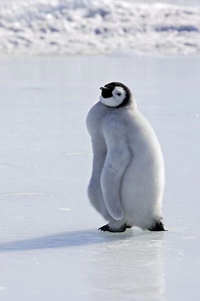 Emperor Penguin - chick walking across ice. Snow hill island - Antarctica