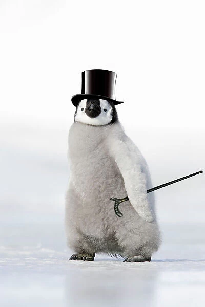 Emperor Penguin - chick wearing bowler hat. Snow hill island - Antarctica