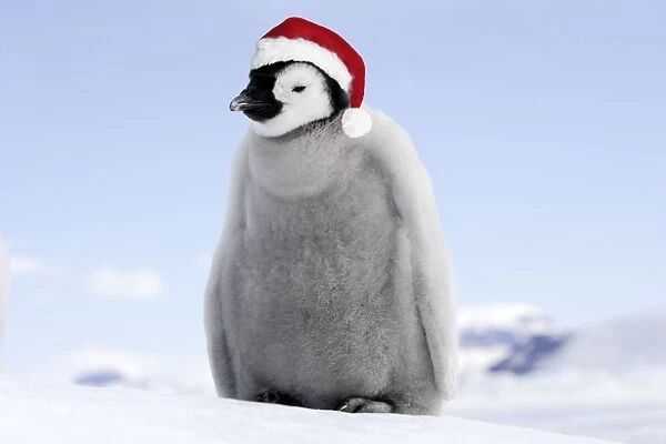Emperor Penguin - chick wearing Christmas hat. Snow hill island - Antarctica Digital Manipulation: Hat Su