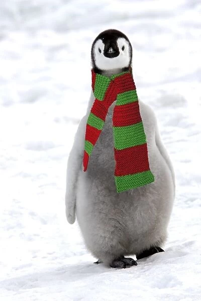 Emperor Penguin - chick, wearing christmas scarf Snow hill island - Antarctica