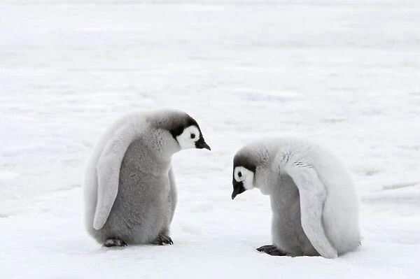 Emperor Penguin - Two Chicks Aptenodytes forsteri Snow Hill Island Antarctica BI011954