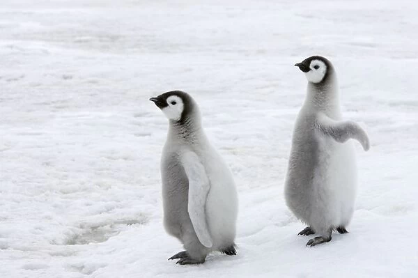 Emperor Penguin - Two Chicks Aptenodytes forsteri Snow Hill Island Antarctica BI011960