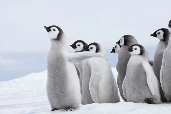 Emperor Penguin - Chicks Aptenodytes forsteri Snow Hill Island Antarctica BI012005
