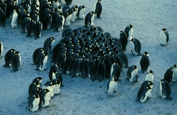 Emperor penguin - chicks huddled together for warmth