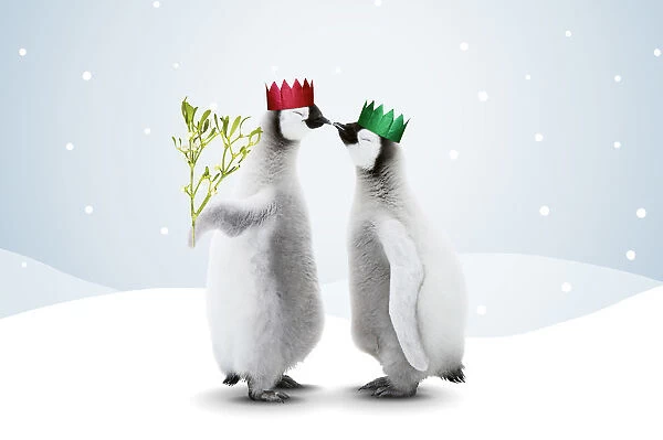 Emperor Penguin, two chicks kissing one holding