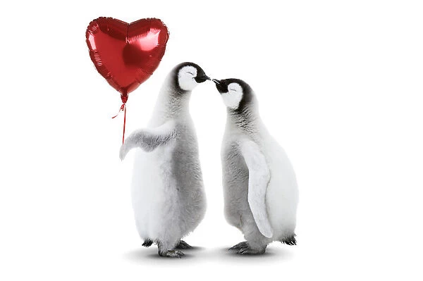 Emperor Penguin, two chicks kissing holding heart shaped helium balloon