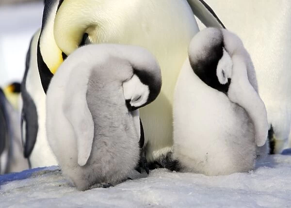 Emperor Penguin - two chicks sleeping. Snow hill island - Antarctica