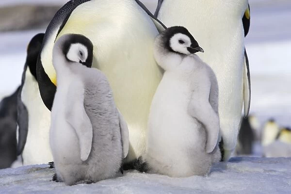 Emperor Penguin - chicks. Snow hill island - Antarctica