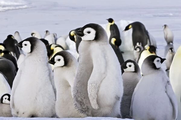 Emperor Penguin - chicks. Snow hill island - Antarctica