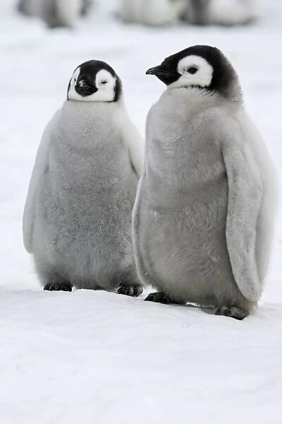 Emperor Penguin - two chicks. Snow hill island - Antarctica