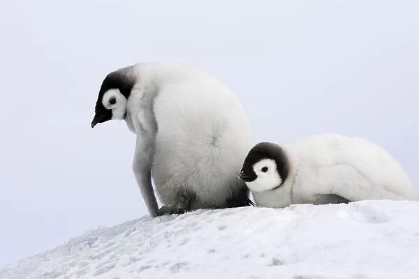 Emperor Penguin - two chicks. Snow hill island - Antarctica