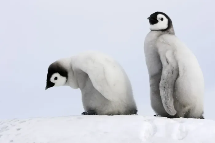 Framed Print : Emperor Penguin - two chicks. Snow hill island - Antarctica