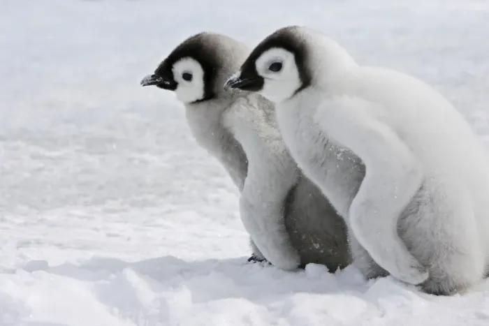 Framed Print : Emperor Penguin - two chicks. Snow hill island - Antarctica Framed Print : Emperor Penguin - two chicks. Snow hill island - Antarctica