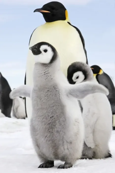 Framed Print : Emperor Penguin - two chicks. Snow hill island - Antarctica Framed Print : Emperor Penguin - two chicks. Snow hill island - Antarctica