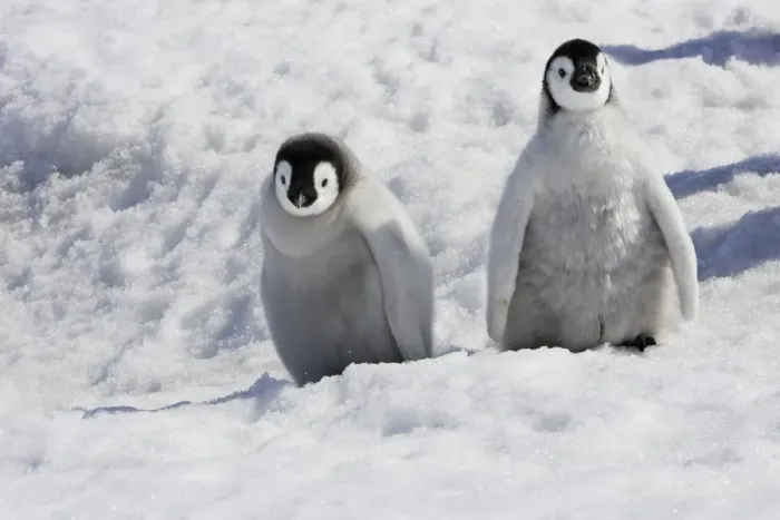 Framed Print : Emperor Penguin - two chicks. Snow hill island - Antarctica Framed Print : Emperor Penguin - two chicks. Snow hill island - Antarctica