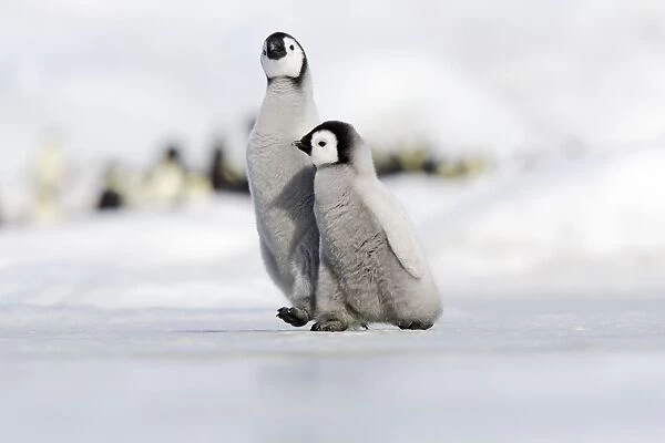 Emperor Penguin - two chicks walking across ice. Snow hill island - Antarctica