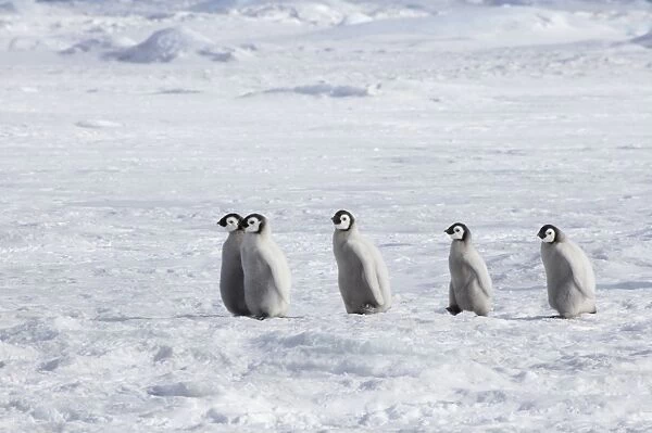 Emperor Penguin - Chicks Walking Across Sea Ice Aptenodytes forsteri Snow Hill Island Antarctica BI011972