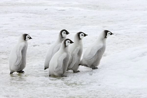 Emperor Penguin - Chicks Walking Across Sea Ice Aptenodytes forsteri Snow Hill Island Antarctica BI011985