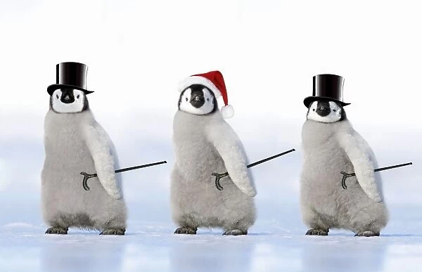 Emperor Penguin - three chicks wearing a top hat a Christmas hat and carrying canes Digital Manipulation: Penguins combined - altered faces & bodies - Christmas hat (JD) - Top hat (ardea) 